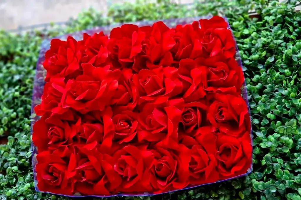 PRENSAS ROSAS ROJAS