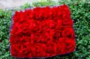 PRENSAS ROSAS ROJAS