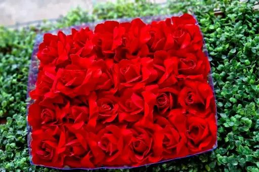 PRENSAS ROSAS ROJAS