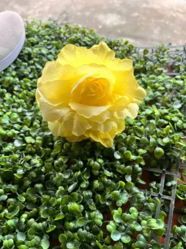 PRENSAS DE ROSAS PIRAÑA